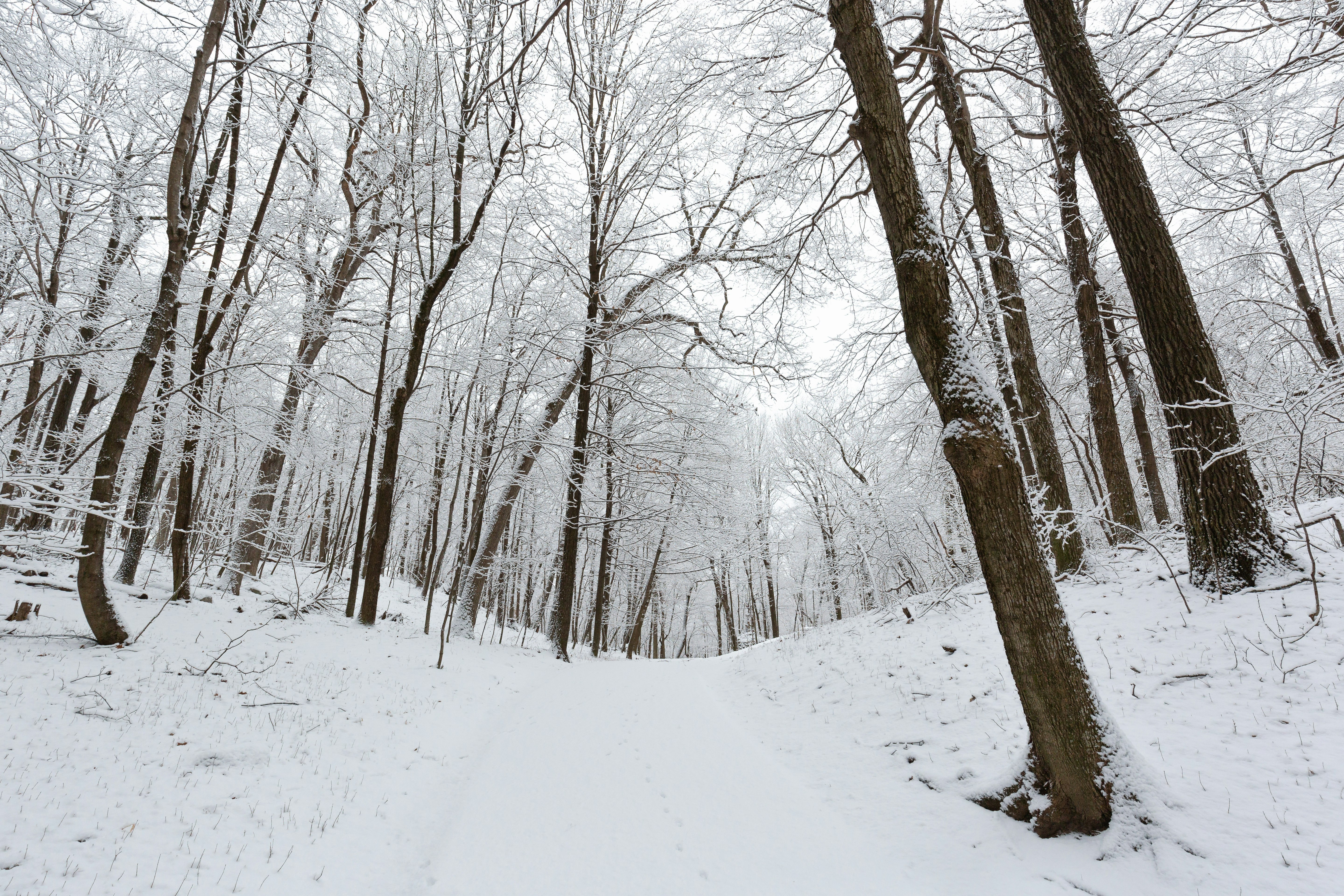 brown bare trees covered with snow during daytime